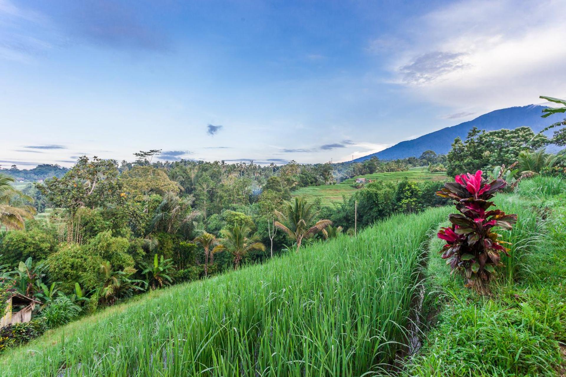 Carik Tangis Boutique Homestay Jatiluwih Exterior photo